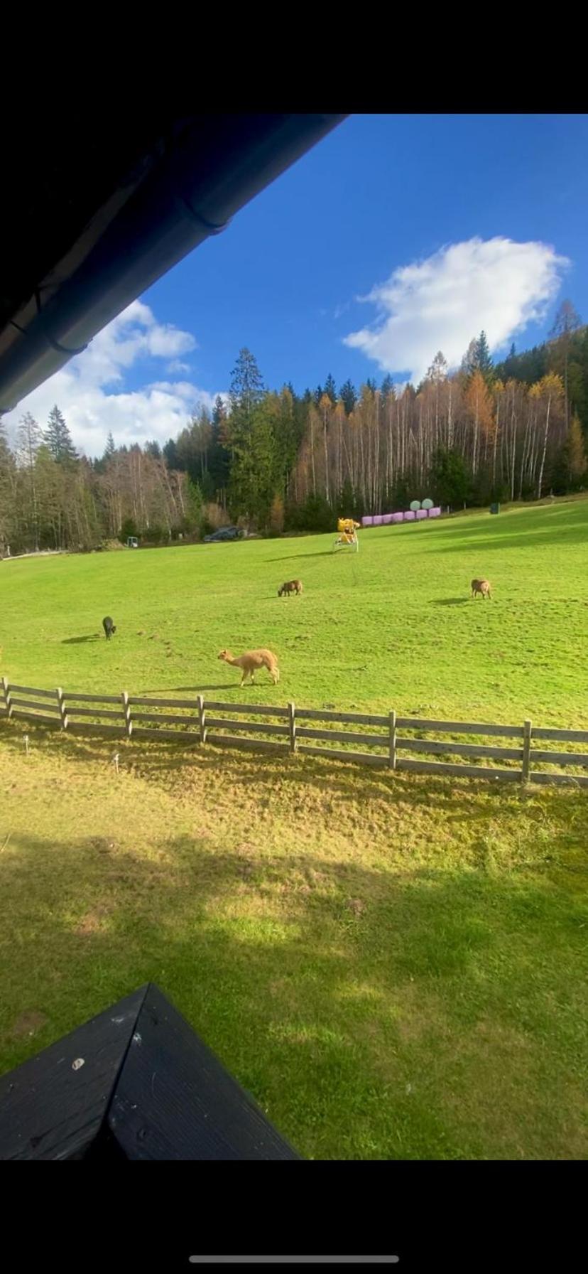 Mai-Brunn Alm Appartements, Maibrunnenweg 34-36 Bad Kleinkirchheim Kültér fotó